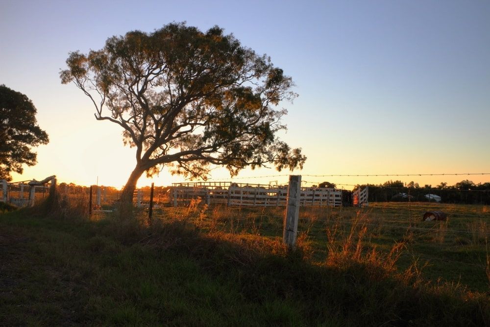 A Fenced in Field With a Tree in the Foreground and a Sunset in the Background— Rayzr Hair Artistry in Hervey Bays, QLD