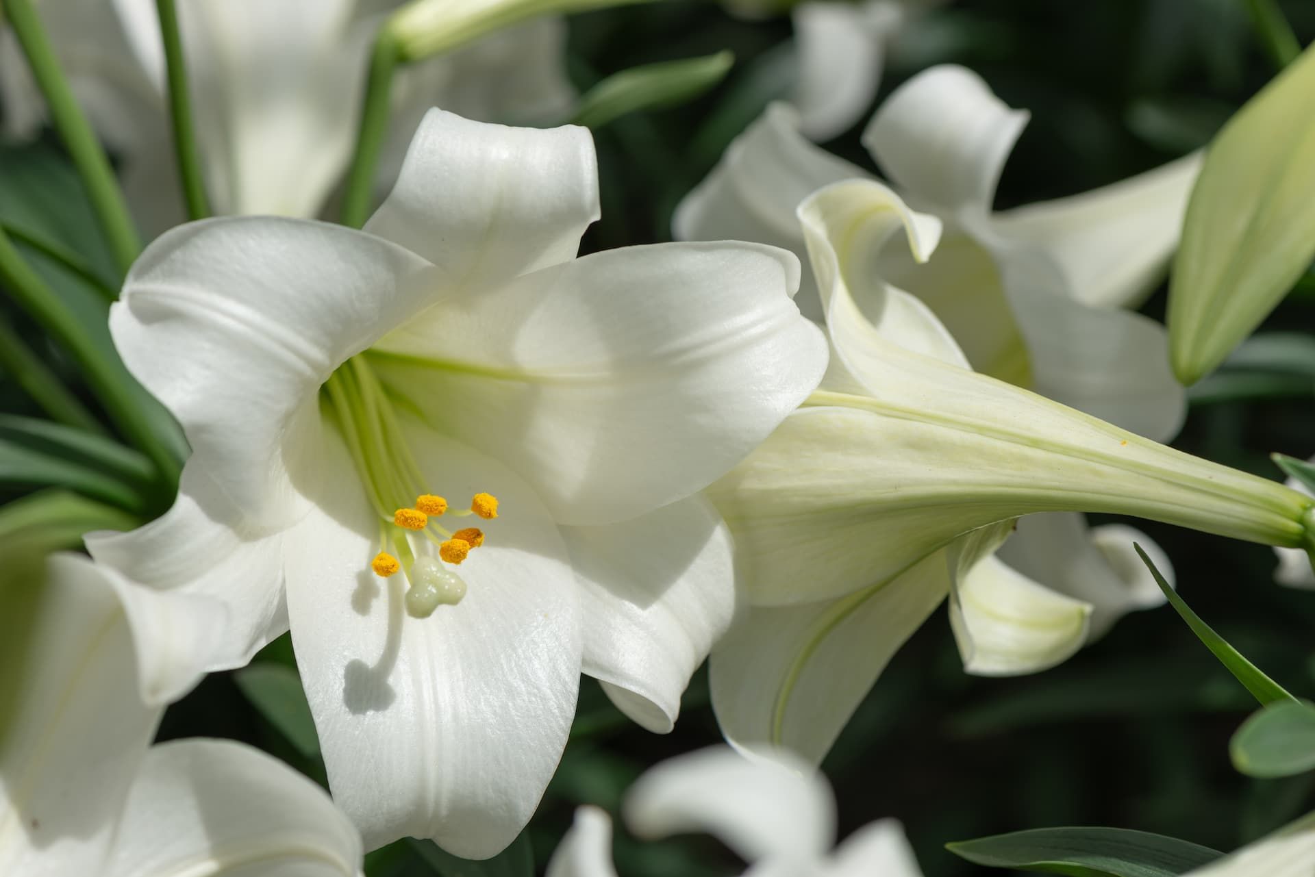 A close up of a white flower with a yellow center