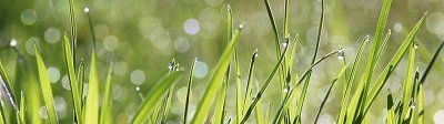 planning a graveside service grass