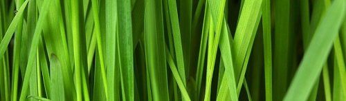burial planning guide green grass