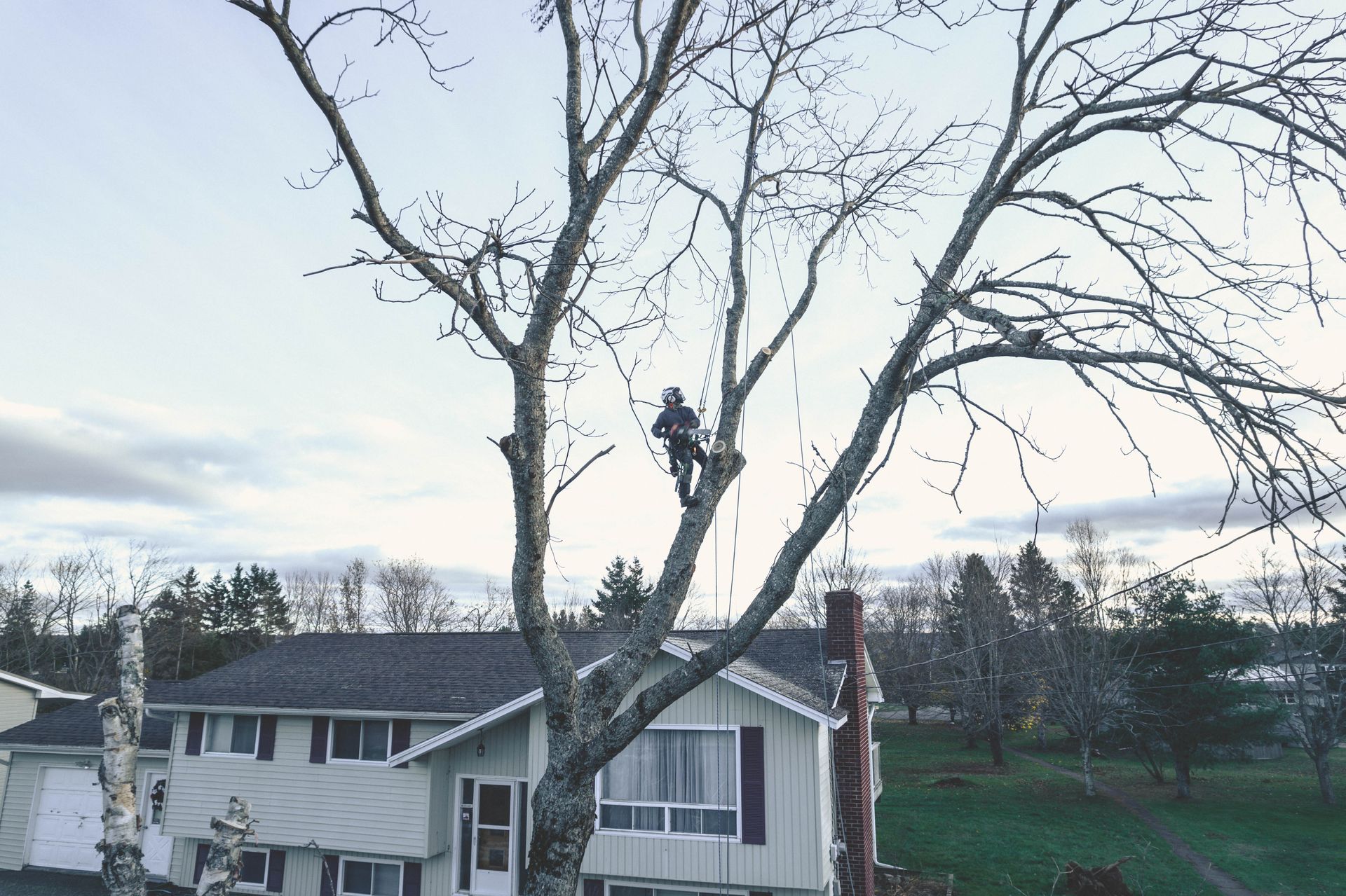 A man is climbing a tree in front of a house.