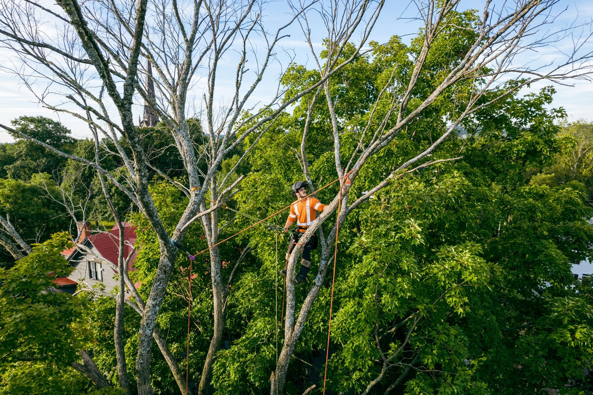 An aerial view of a man cutting a tree with a chainsaw.