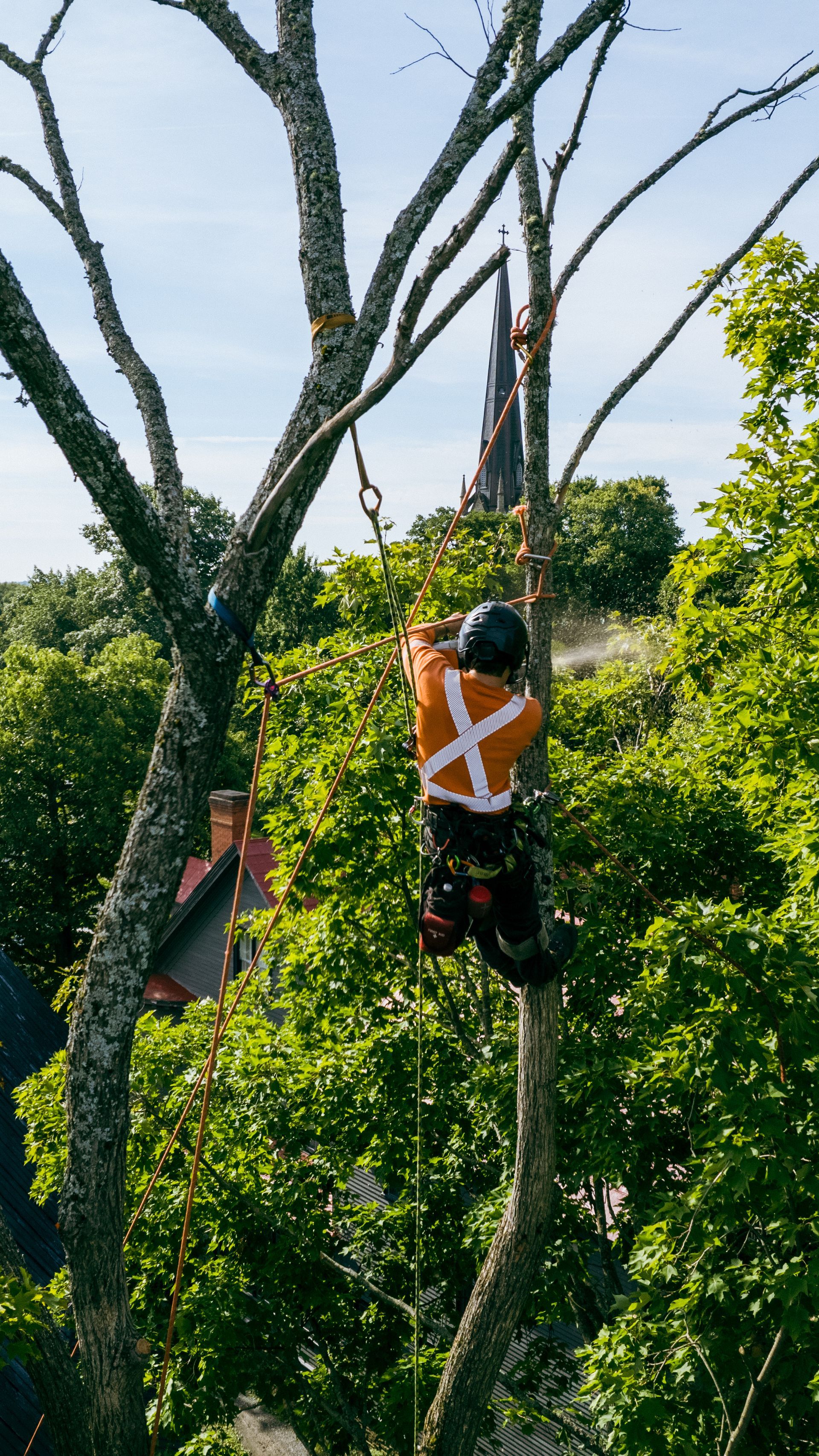 Arborist in safety gear pruning a tall tree with green foliage in the background.