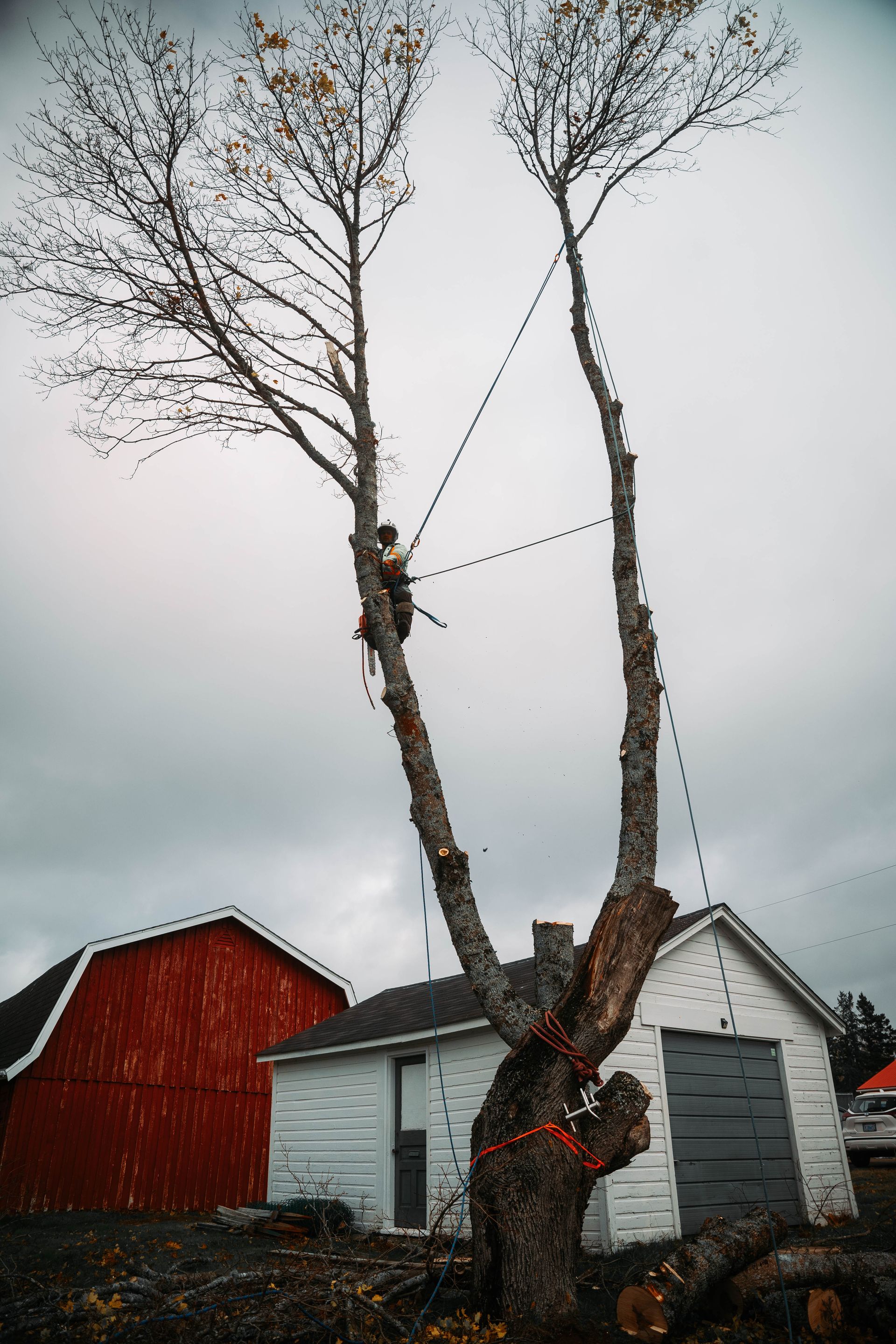 A tree is being cut down in front of a red barn.
