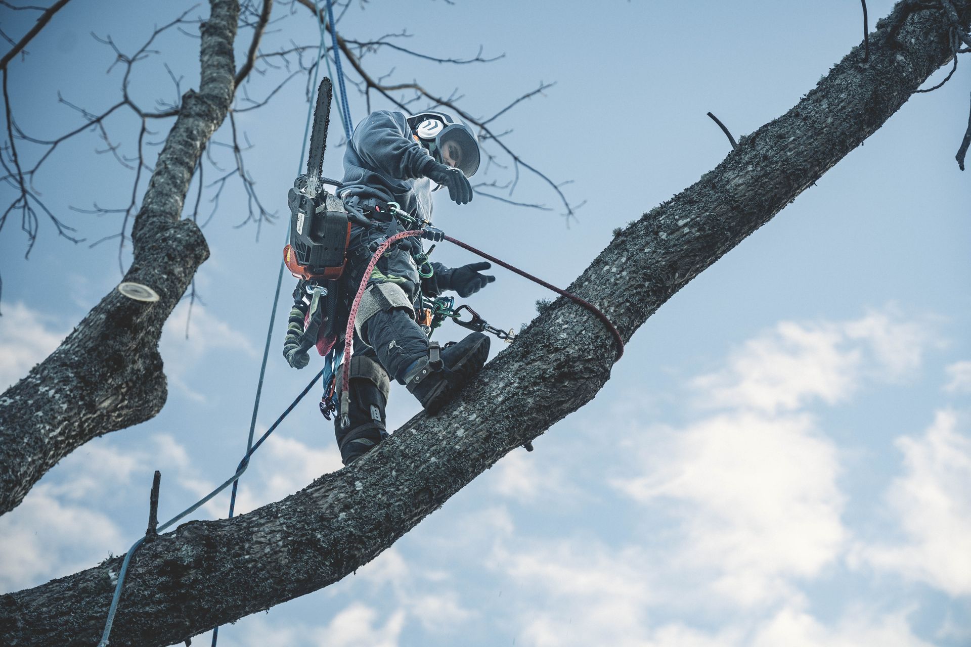 A man is cutting a tree branch with a chainsaw.