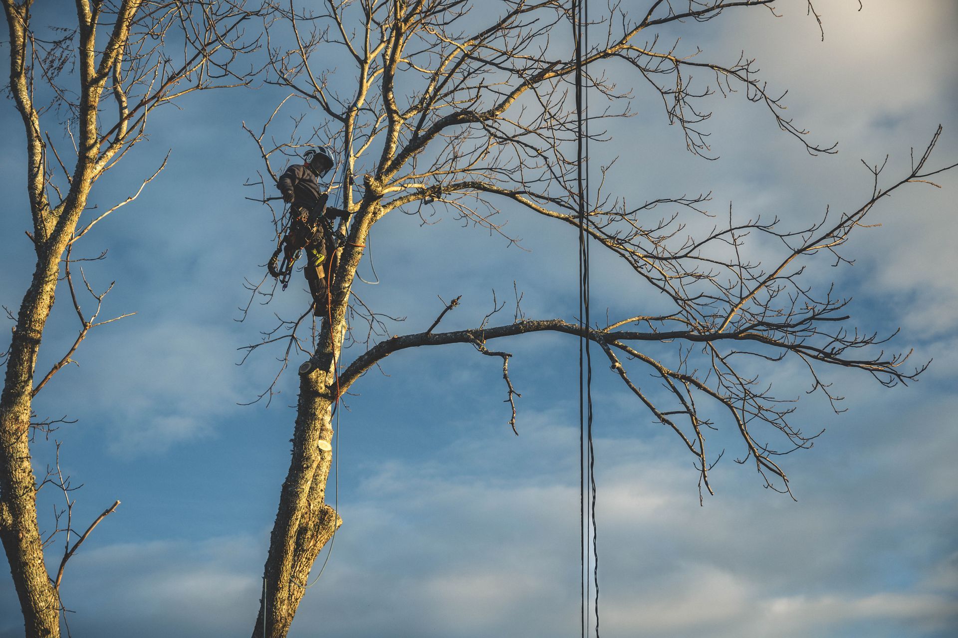 A man is climbing a tree with a chainsaw.