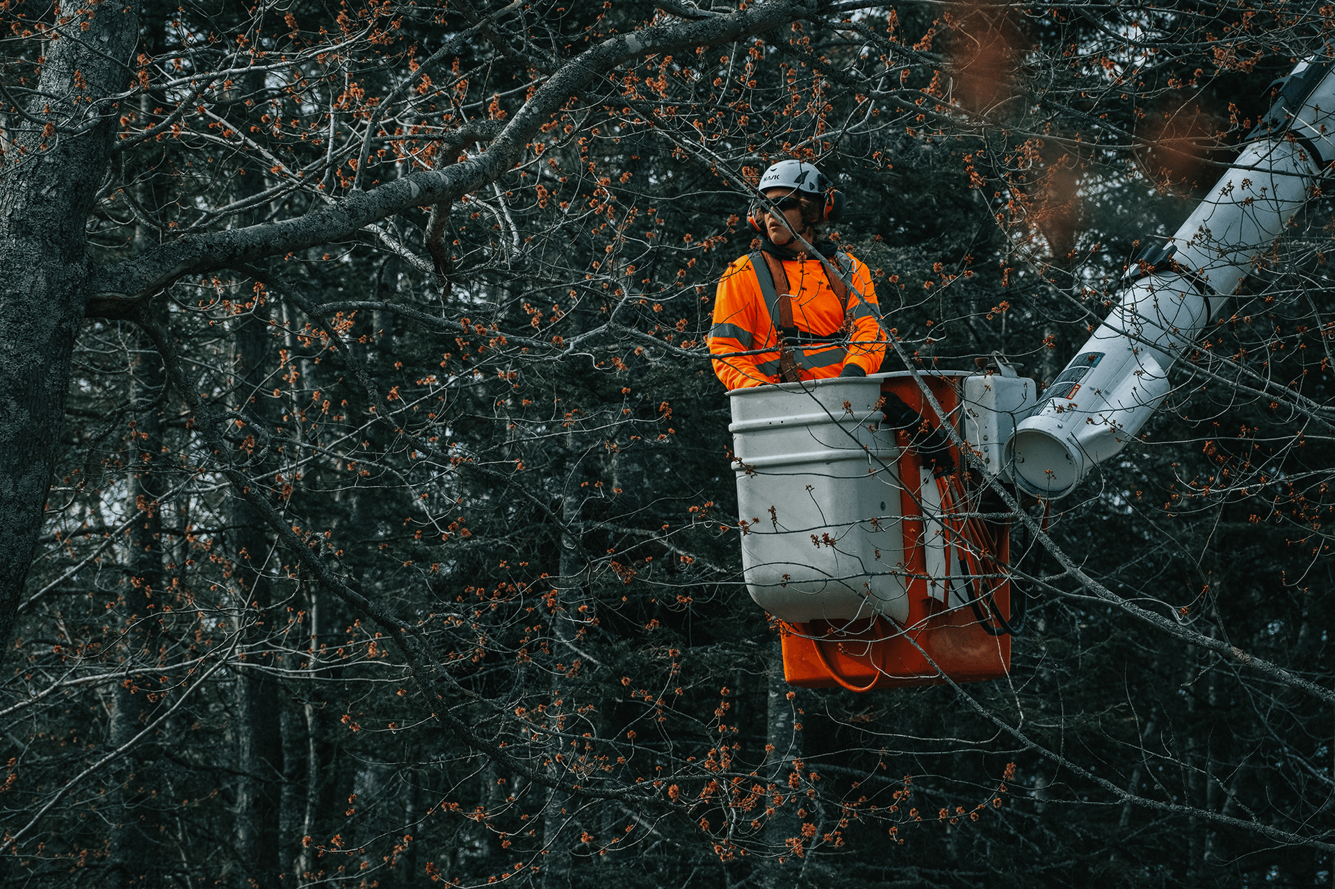 Arborist in orange safety gear in bucket truck trimming branches in a forest.
