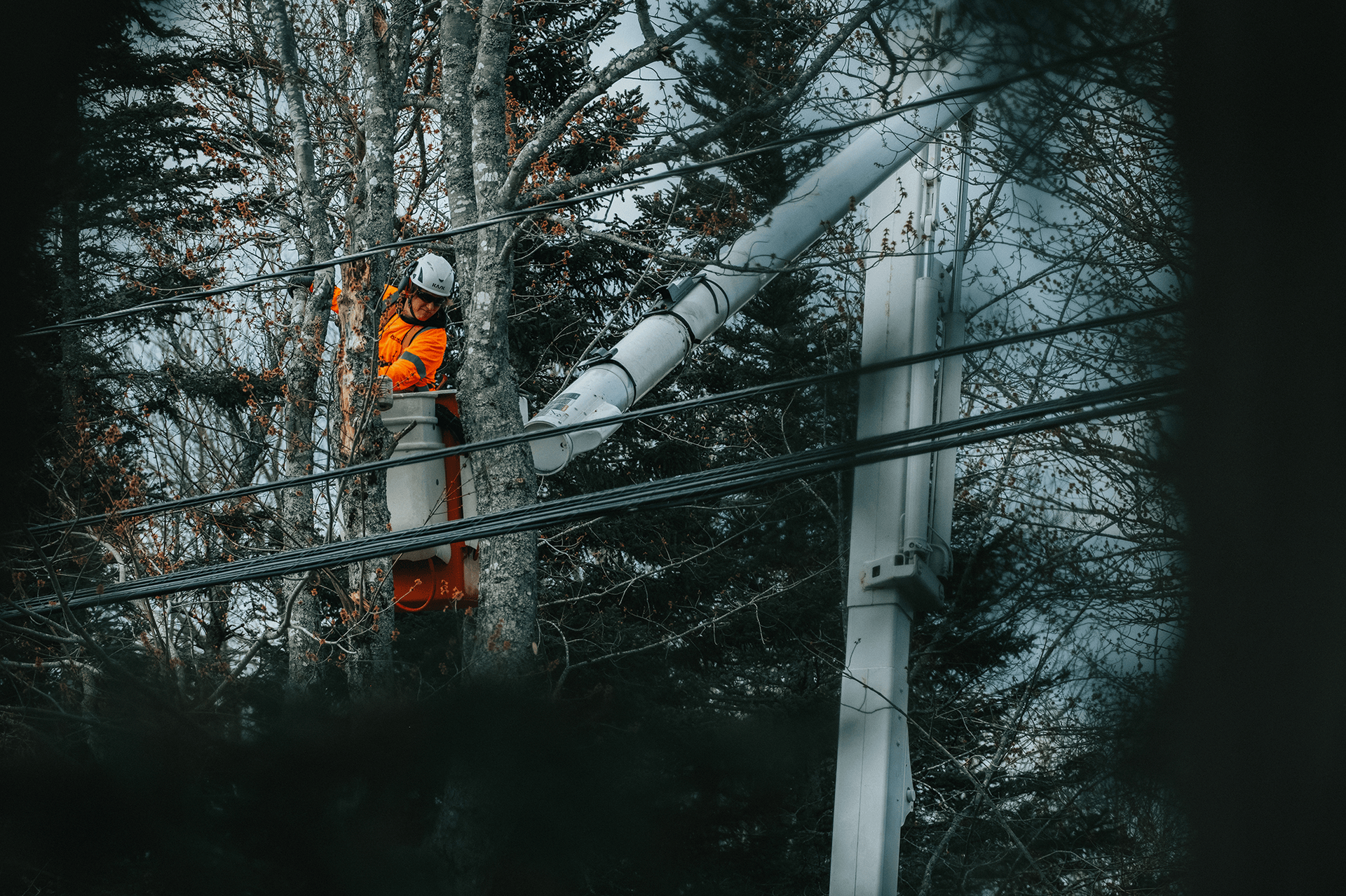 A man is working on a power line in a tree.