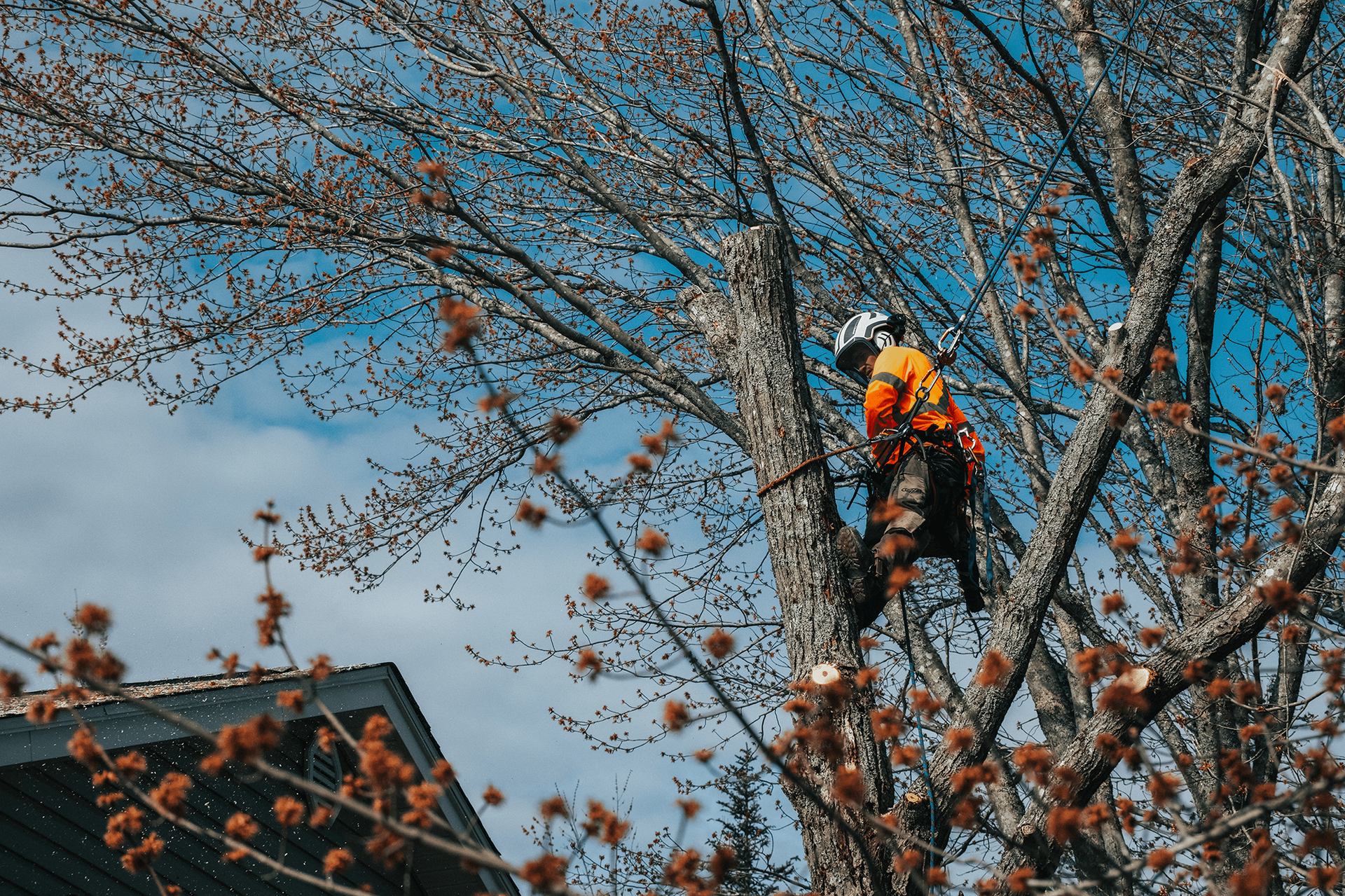 A man is climbing a tree with a chainsaw.