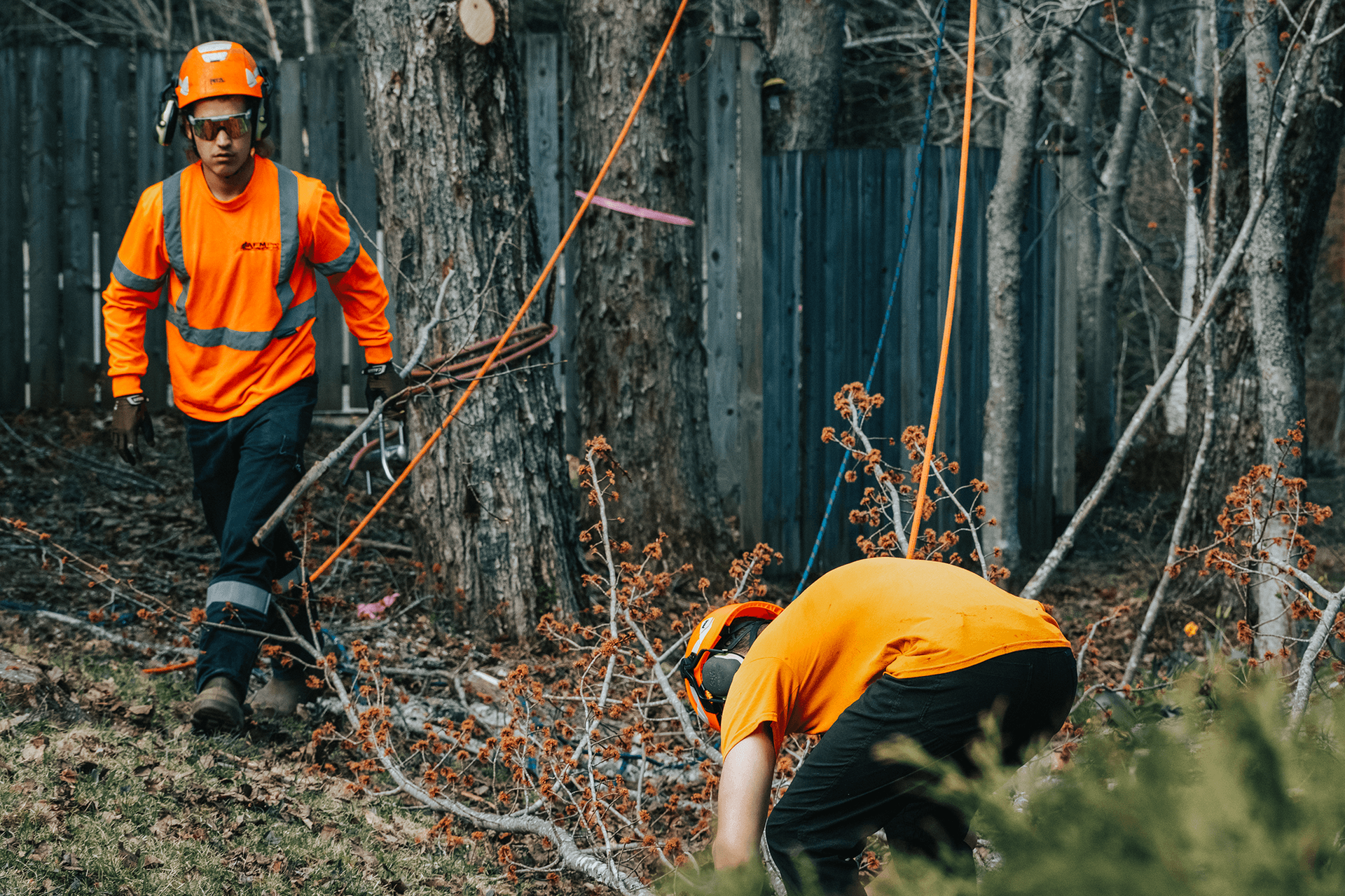 Two men are working on a tree in the woods.
