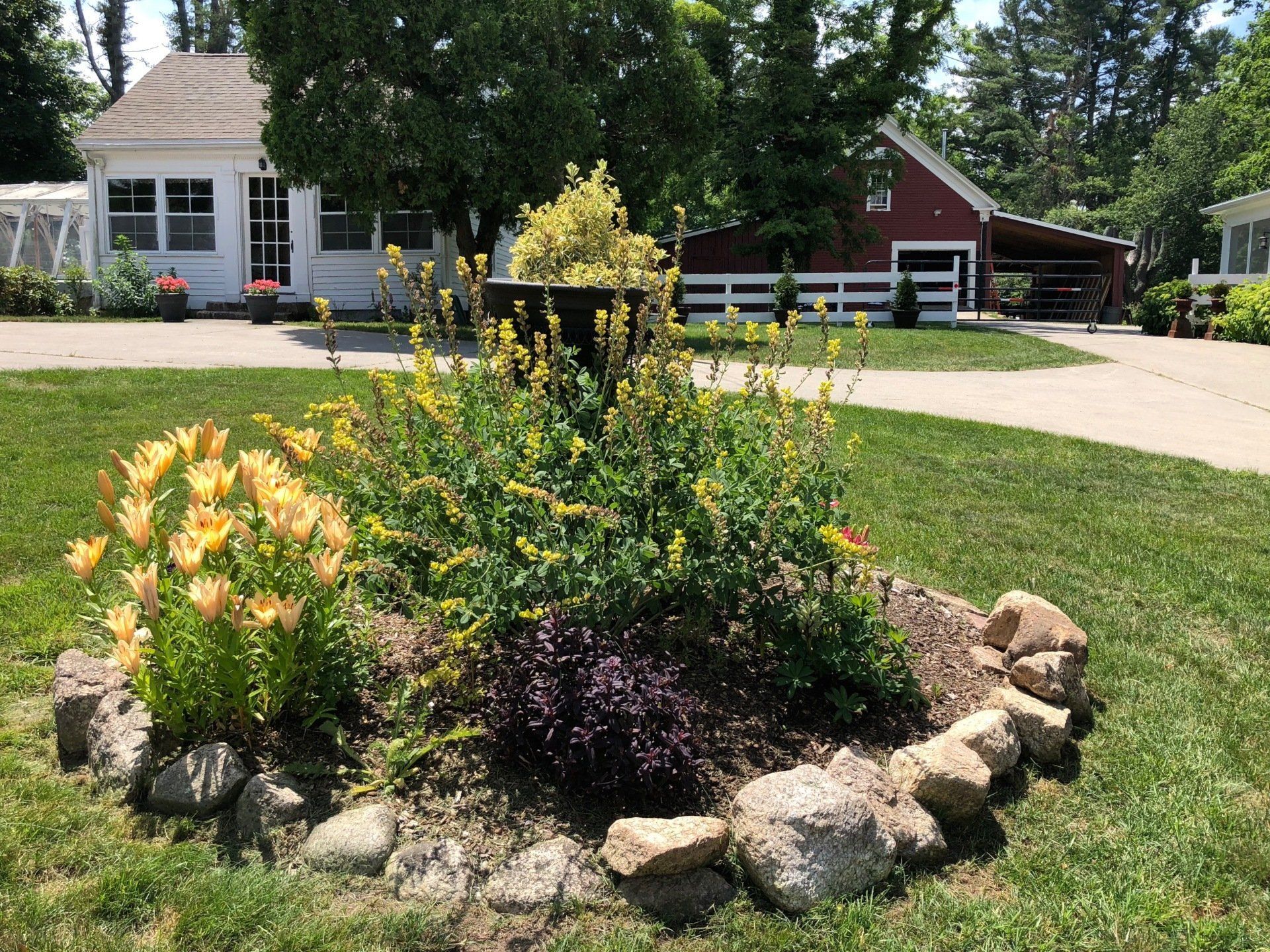 Flower bed with yellow blooms, rocks, and a white house and red barn in the background.