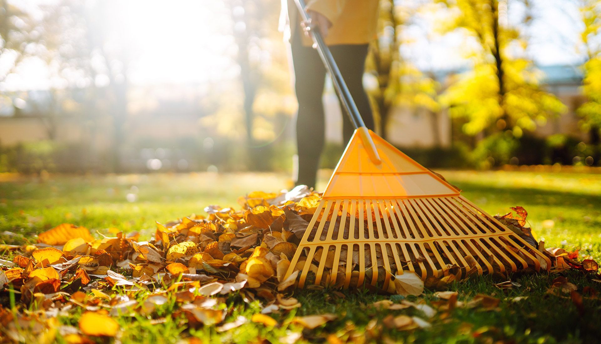 A woman is raking leaves in a park with a rake.