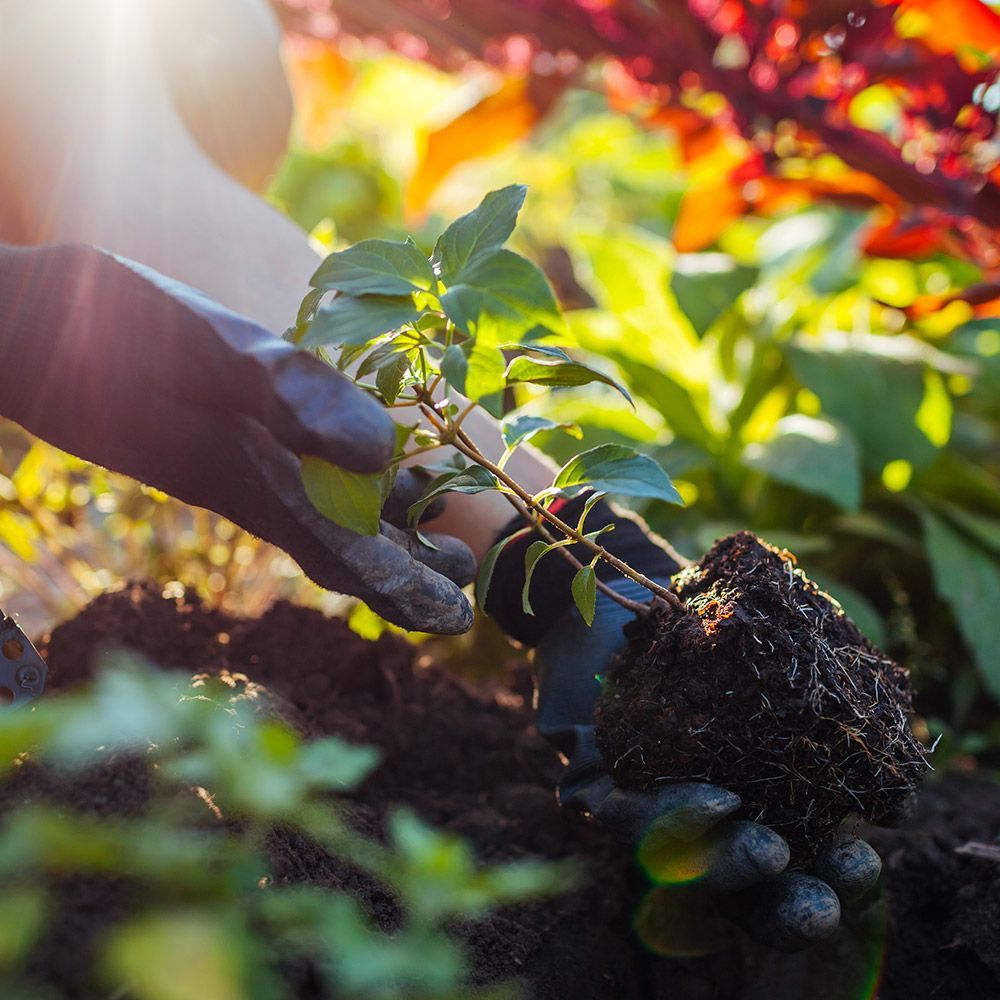 A person is planting a small plant in the ground.