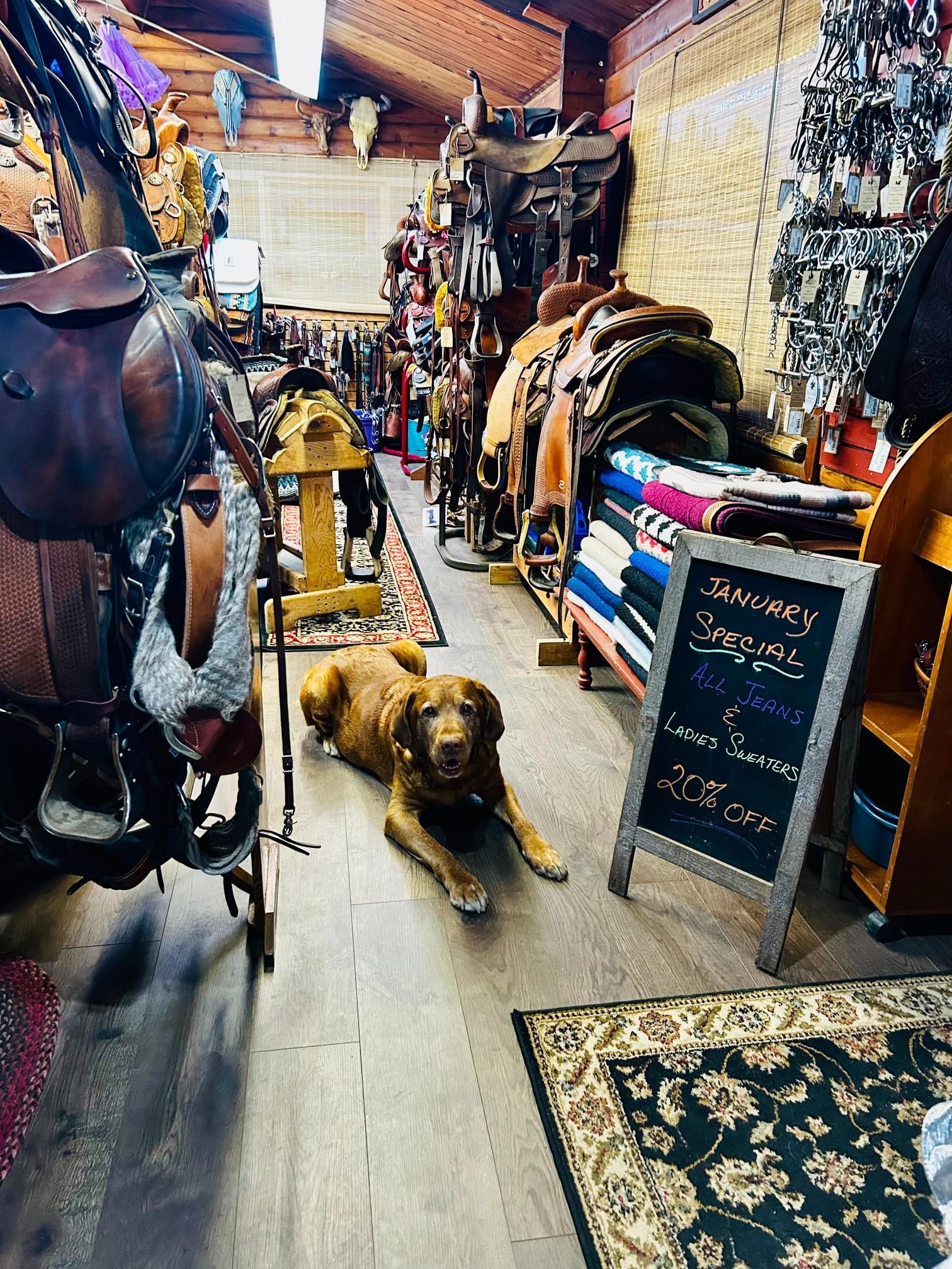 Dog relaxes in a Western tack shop, surrounded by saddles, blankets, and merchandise. A chalkboard sign is nearby.