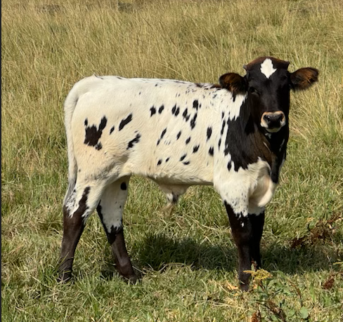 Tank the Bull | Space Center Automotive