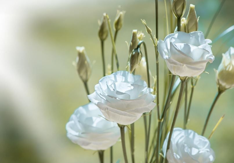 White lisianthus blooms and buds in soft sunlight, funeral homes Newtown Square, PA