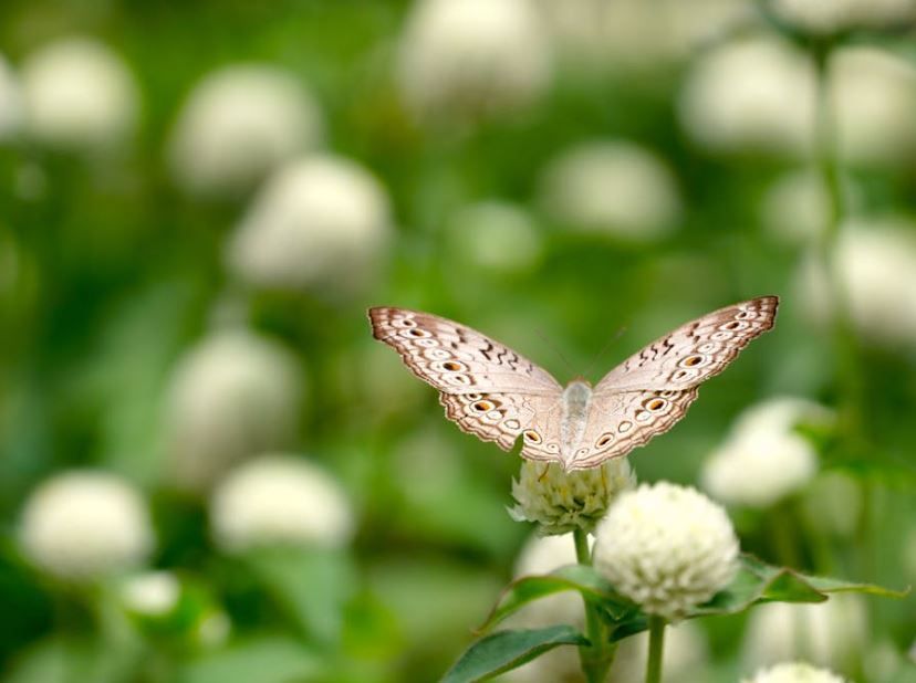 Butterfly resting on flower in field, self-owned crematory care, cremation services Upper Darby, PA