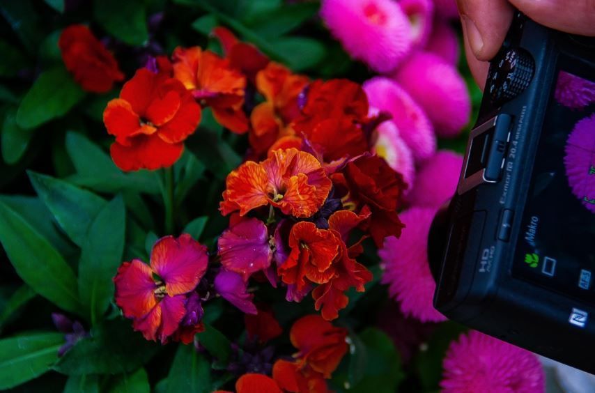 Colorful garden flowers in focus while a camera records them, cremation services Newtown Square, PA