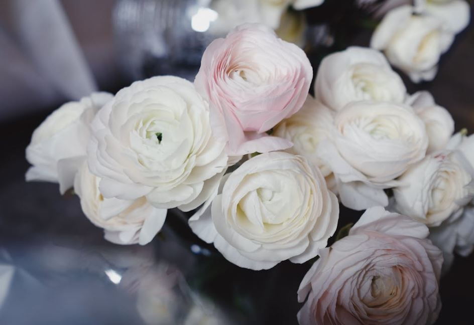Soft white ranunculus blooms in a bouquet, comfort of family care, funeral homes Downingtown, PA