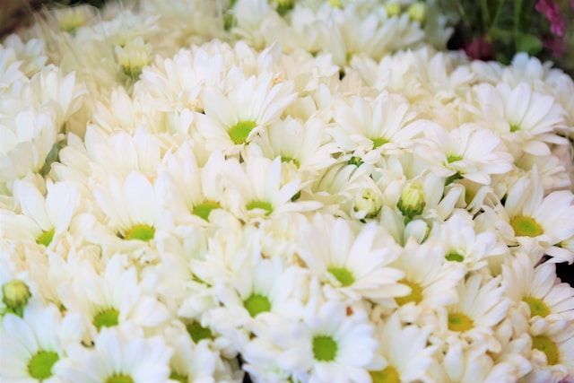 cremation services Newtown Square, PA