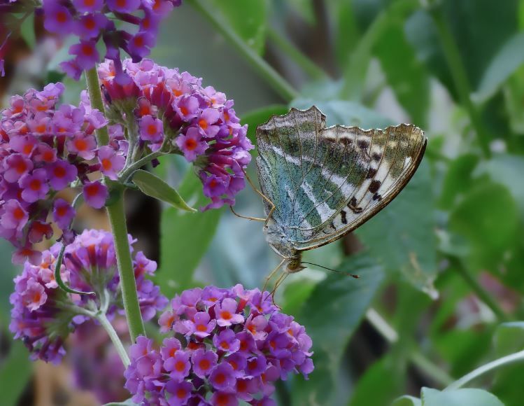 cremation services Downingtown, PA