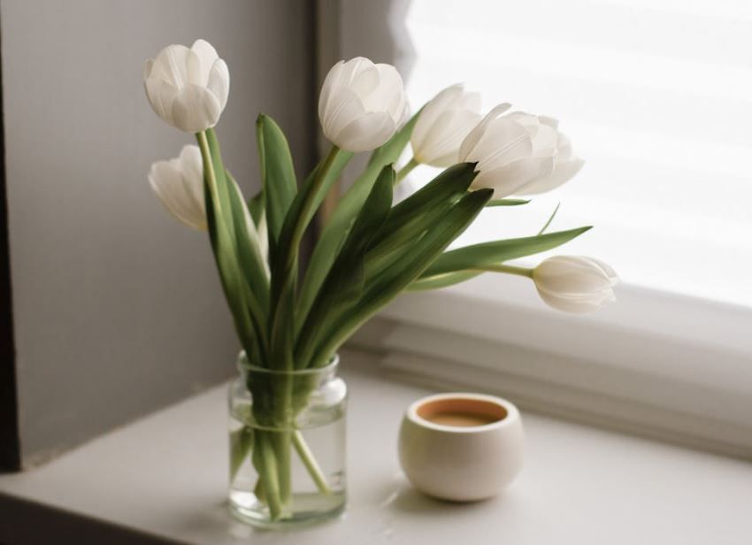 White tulips by a window reflect care and trust from funeral homes Newtown Square, PA