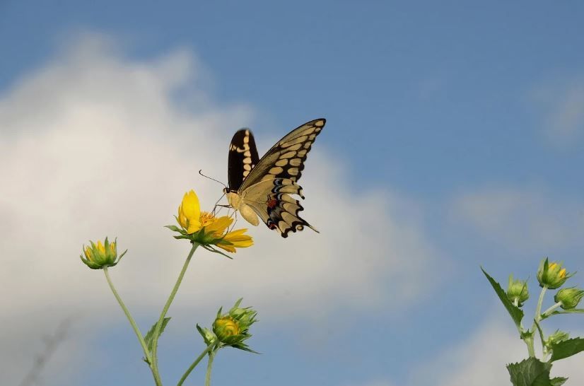 Butterfly perched on yellow wildflower, direct cremation option, cremation services Downingtown, PA
