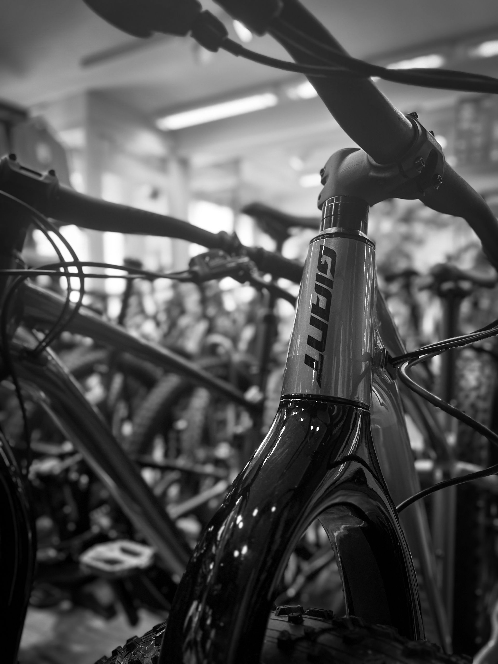 A black and white photo of a Giant bicycle in a bikestore