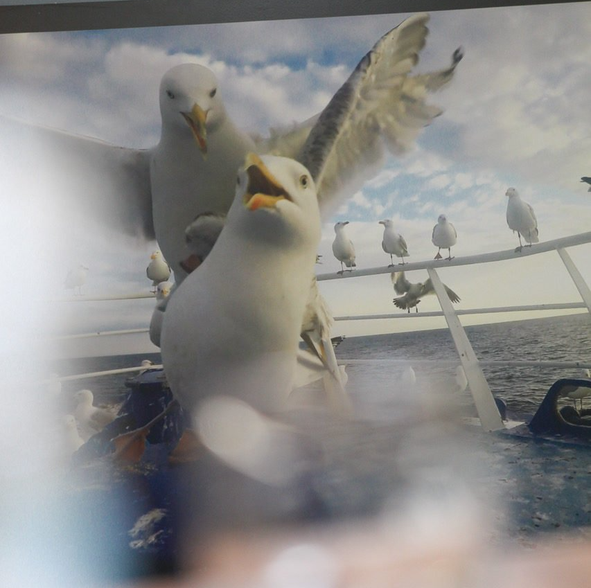 meeuwen, pedro rappé, bereiding garnaalkroketten, restaurant, visrestaurant, zeebrugge , vissersschip, vismijn