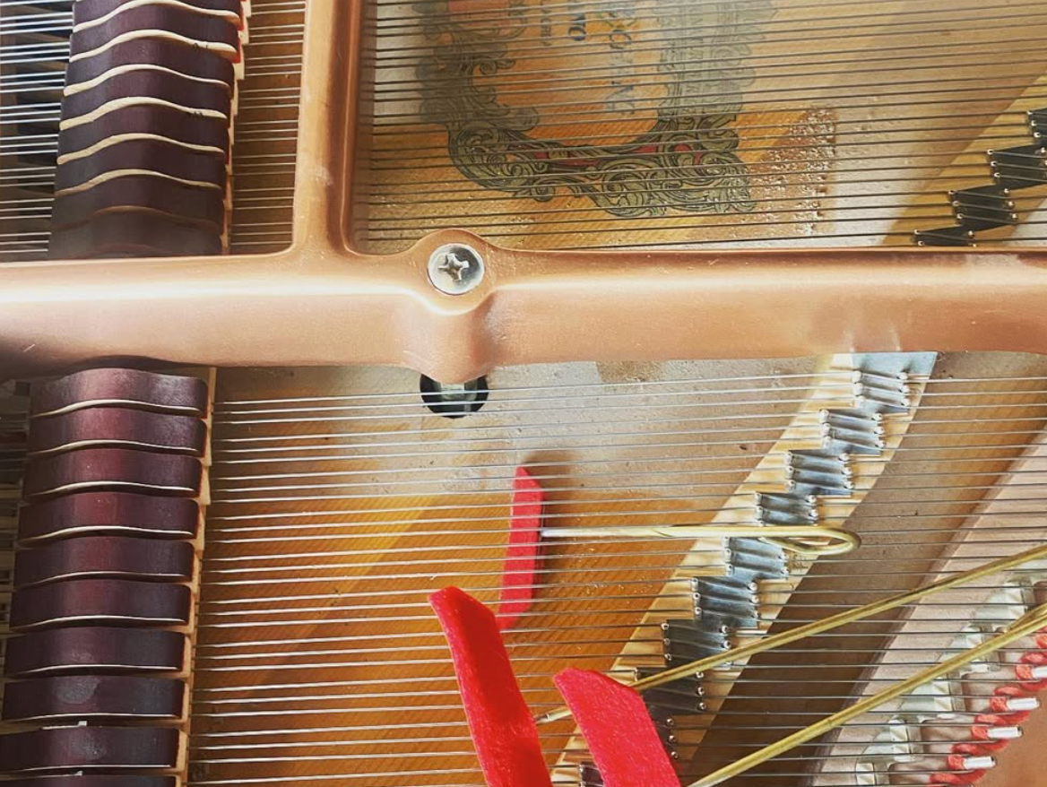 Close-up of a multicolored feather with brown and red strands and a central stem.