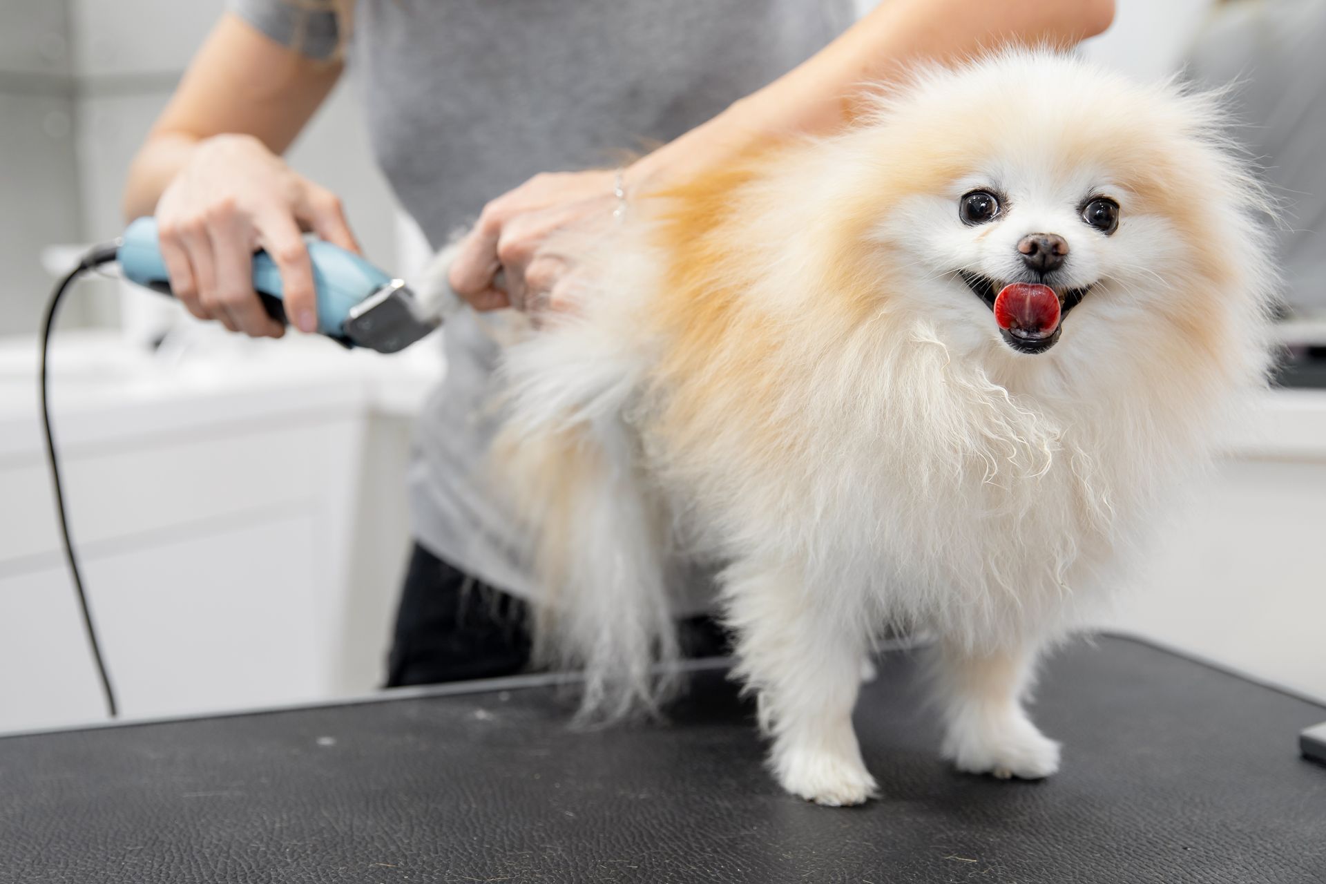 A woman is cutting a pomeranian dog 's hair with a clipper.