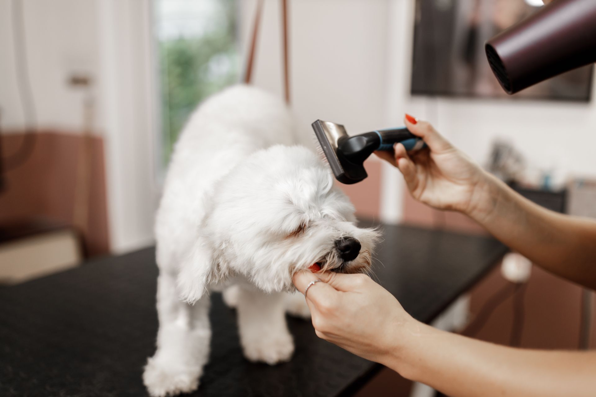 A woman is brushing a small white dog with a brush.