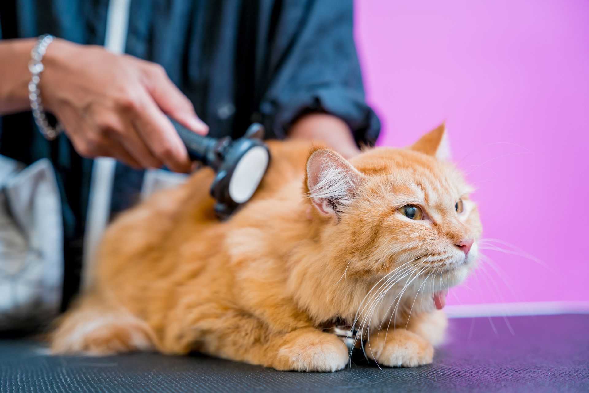 A person is brushing a cat with a brush.