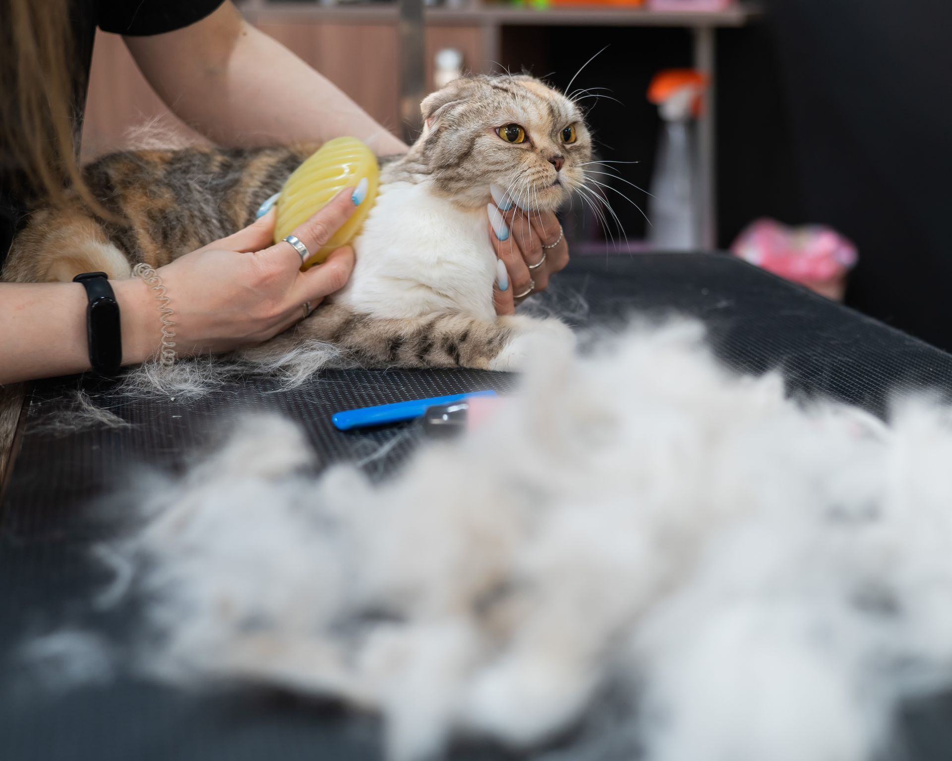 A woman is brushing a cat with a sponge.