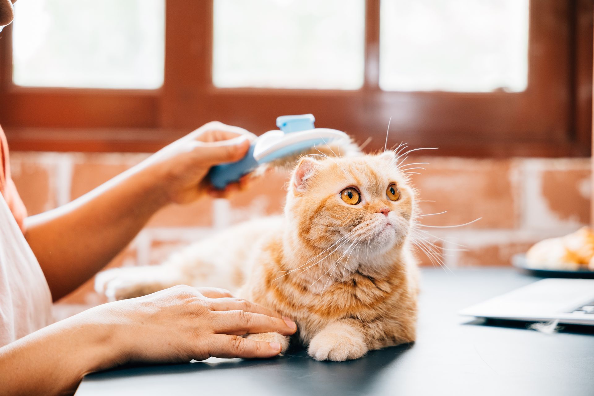A person is brushing a cat on a table.
