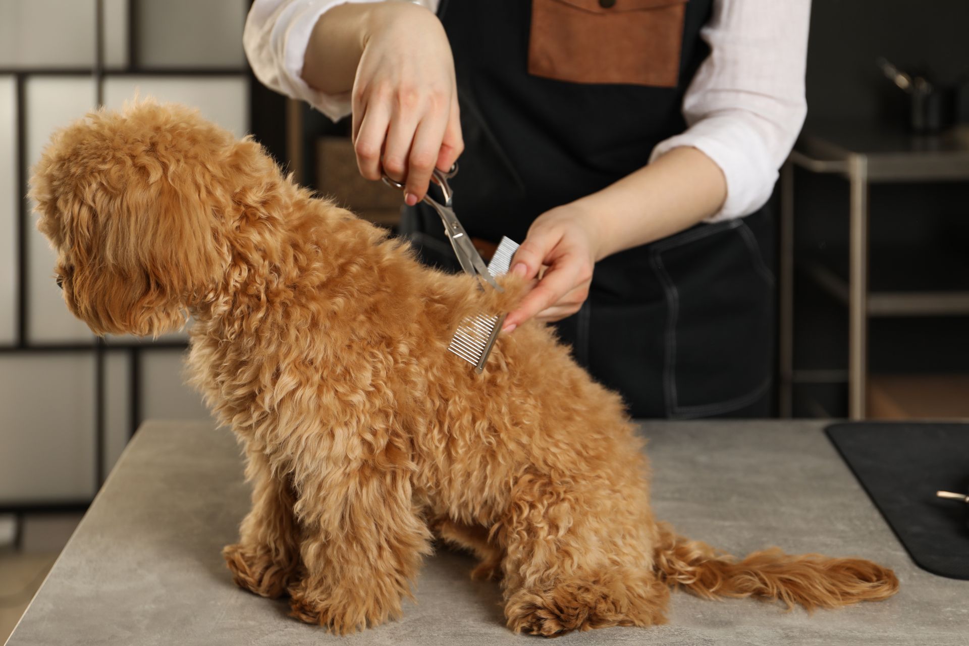 A woman is grooming a small brown dog with scissors.