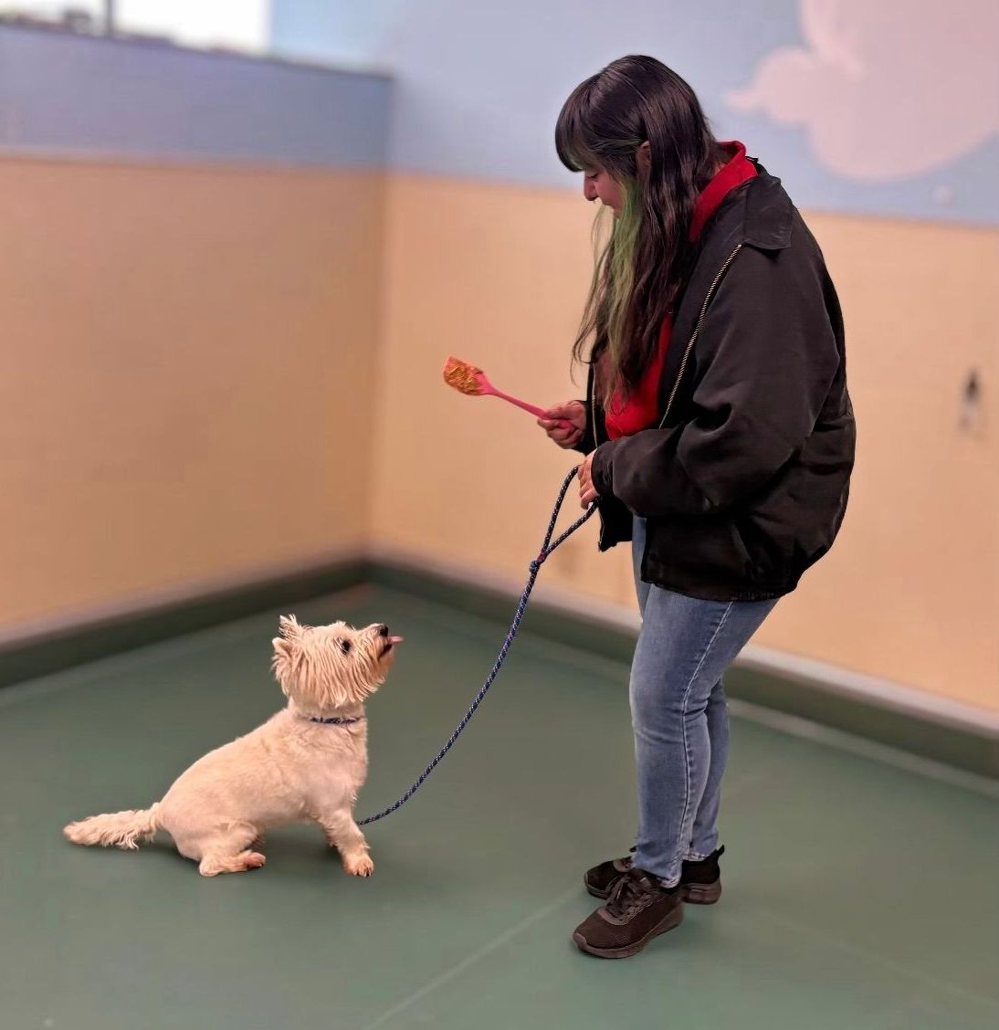 A woman is walking three dogs in a kennel.