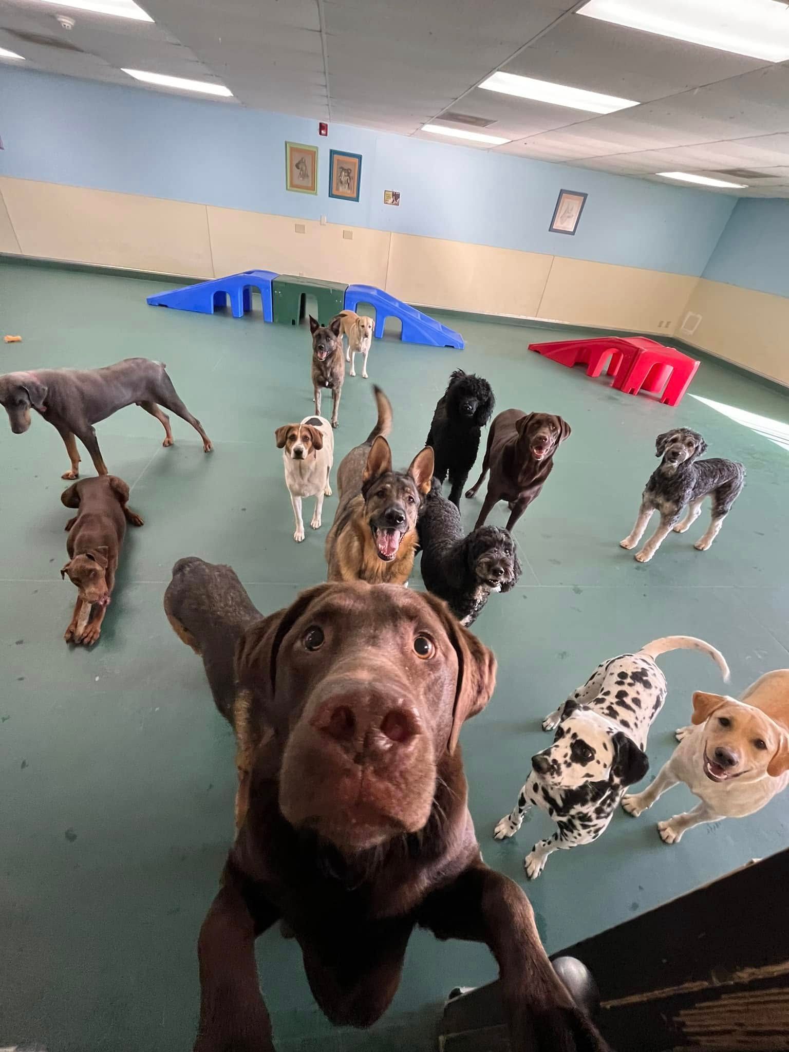 Two guinea pigs are eating leaves on a red background.