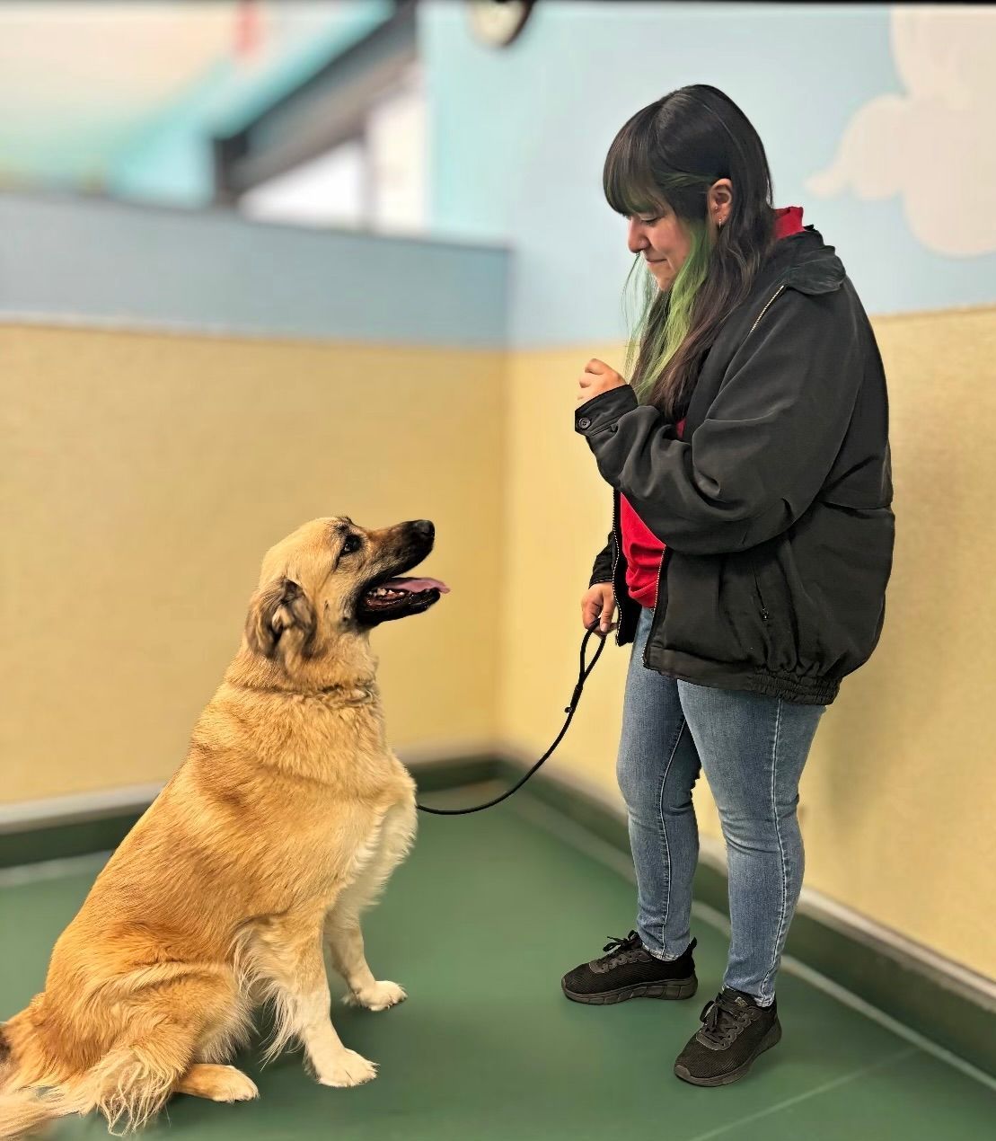 A man is brushing a pug dog while a woman looks on.