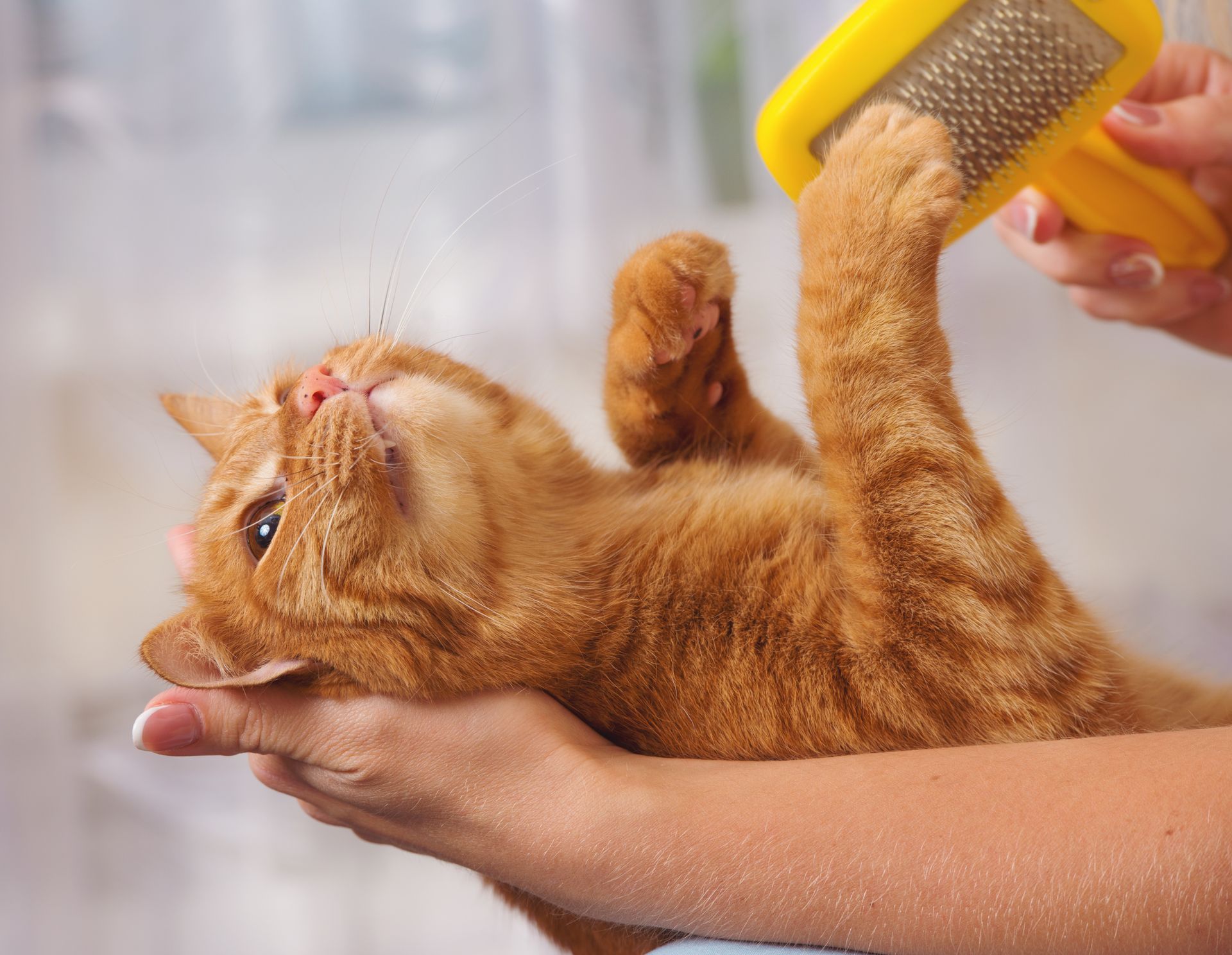 A person is brushing a cat with a yellow brush.