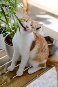 A cat is sitting on a table with a plant in its mouth.