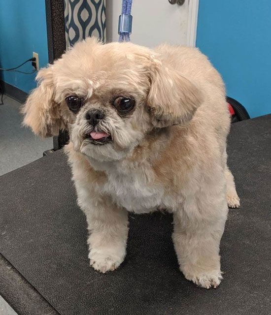 A small dog with its tongue out is standing on a table