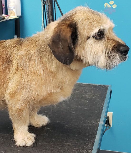 A dog is standing on a grooming table in front of a blue wall.