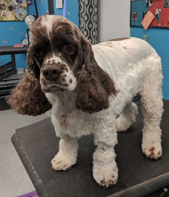 A brown and white cocker spaniel is standing on a table