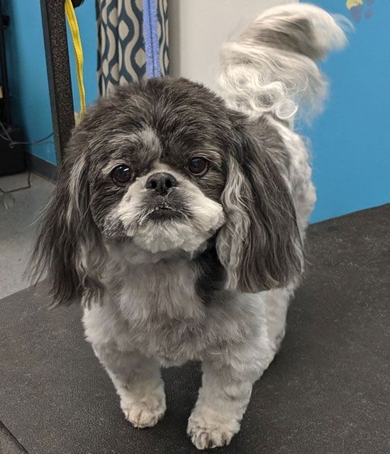 A small dog is standing on a table and looking at the camera.