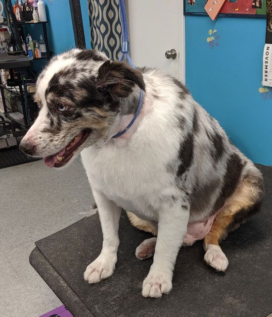 A black and white dog is sitting on a table