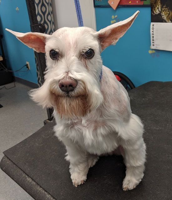 A small white dog with a beard is sitting on a table