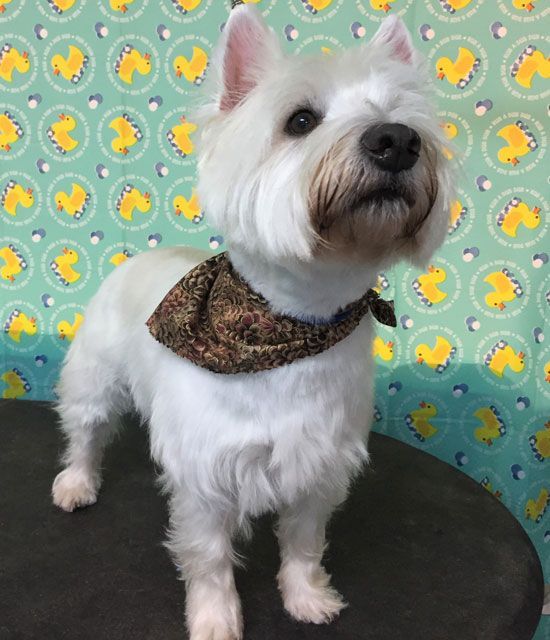 A small white dog wearing a scarf around its neck is standing on a table.