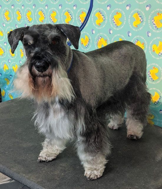 A small schnauzer dog is standing on a table