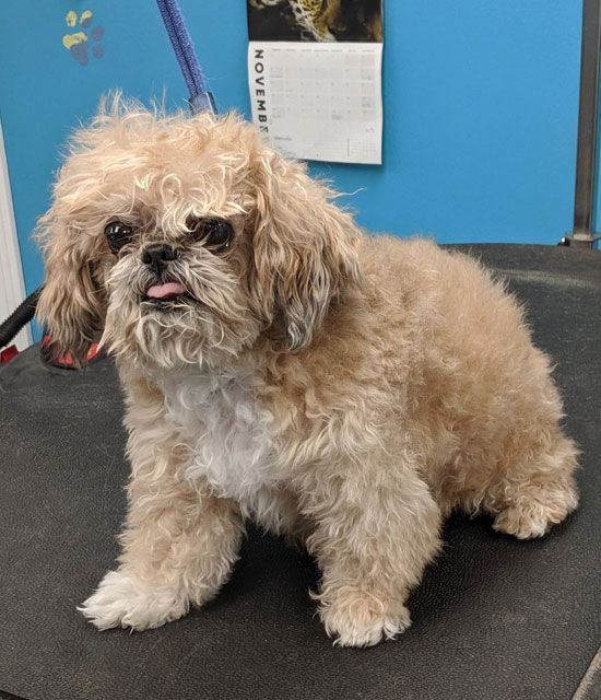 A small brown and white dog sitting on a grooming table